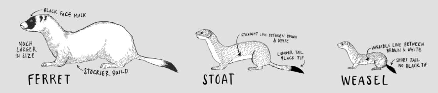 Ferrets, stoats and weasels (Mustelids) compared